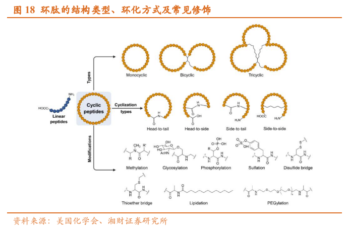 **图12. 环肽的结构类型、环化方式及常见修饰**